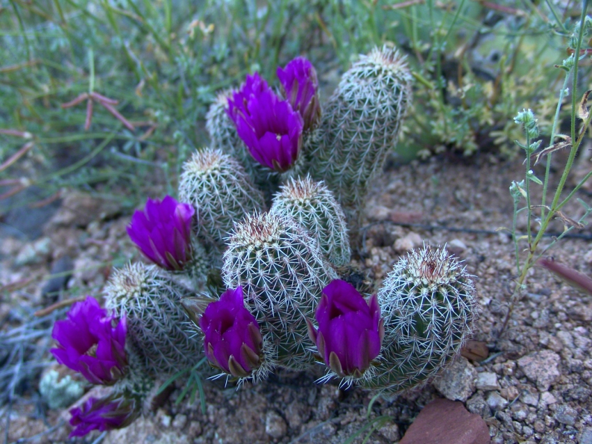 Lavender Hedgehog Cactus Blooms