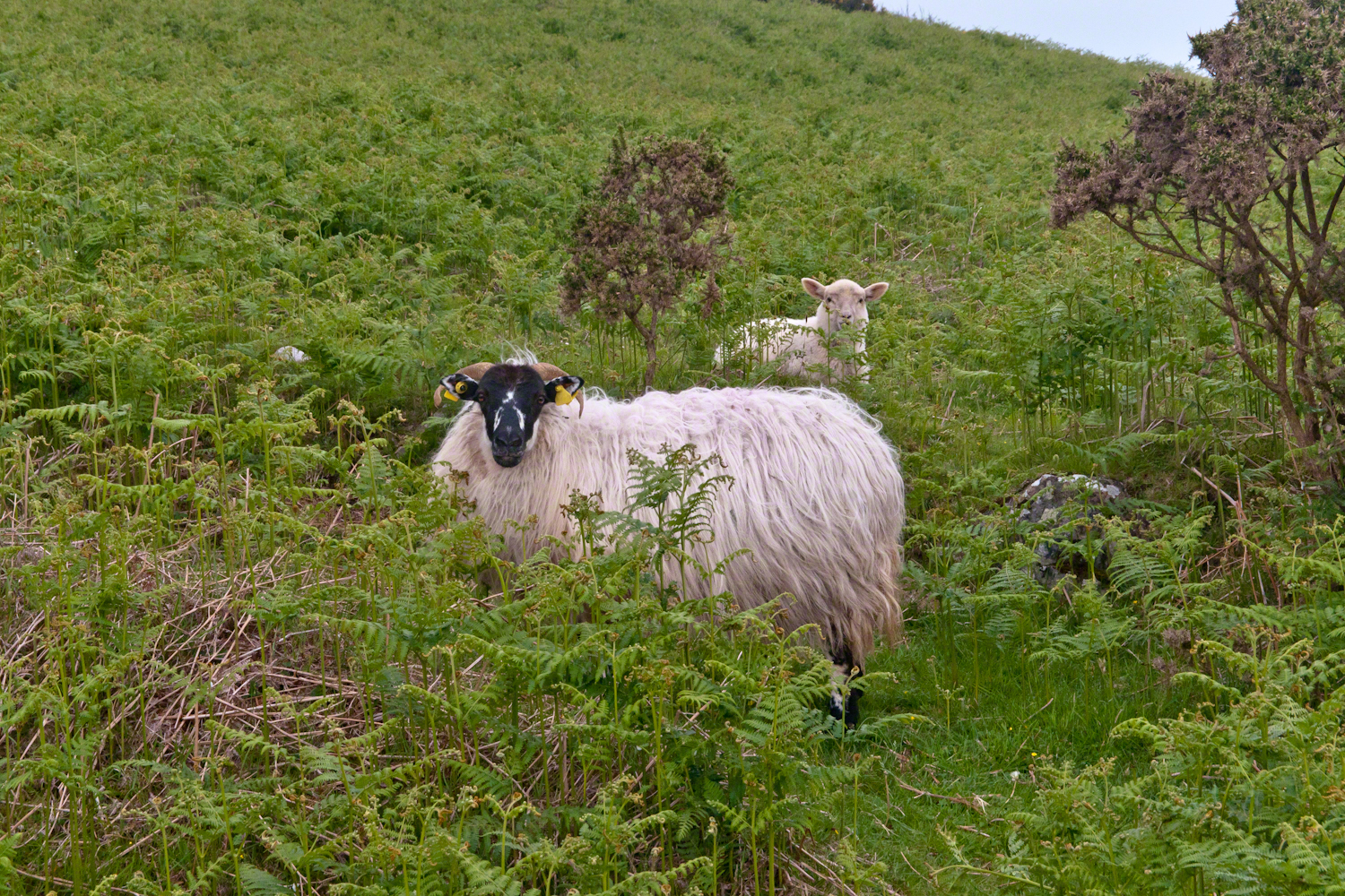 Ram and Lamb in pasture