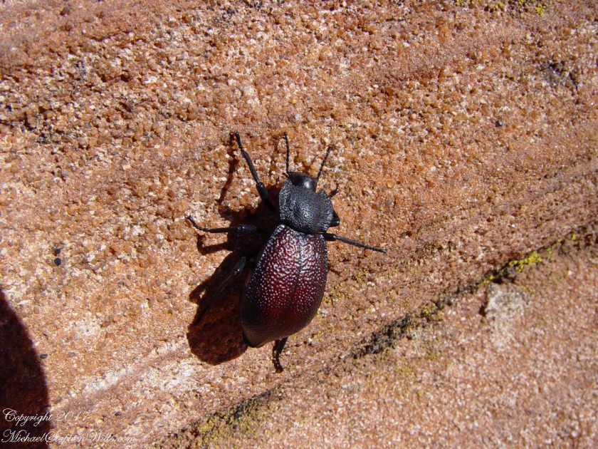 Beetle on Slickrock