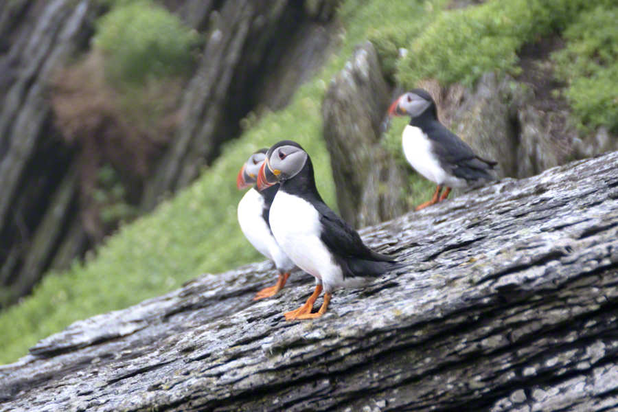 Puffins of Michael Skellig