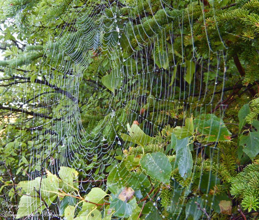 Orb Web with Dew – CLICK ME for more Adirondack photography.