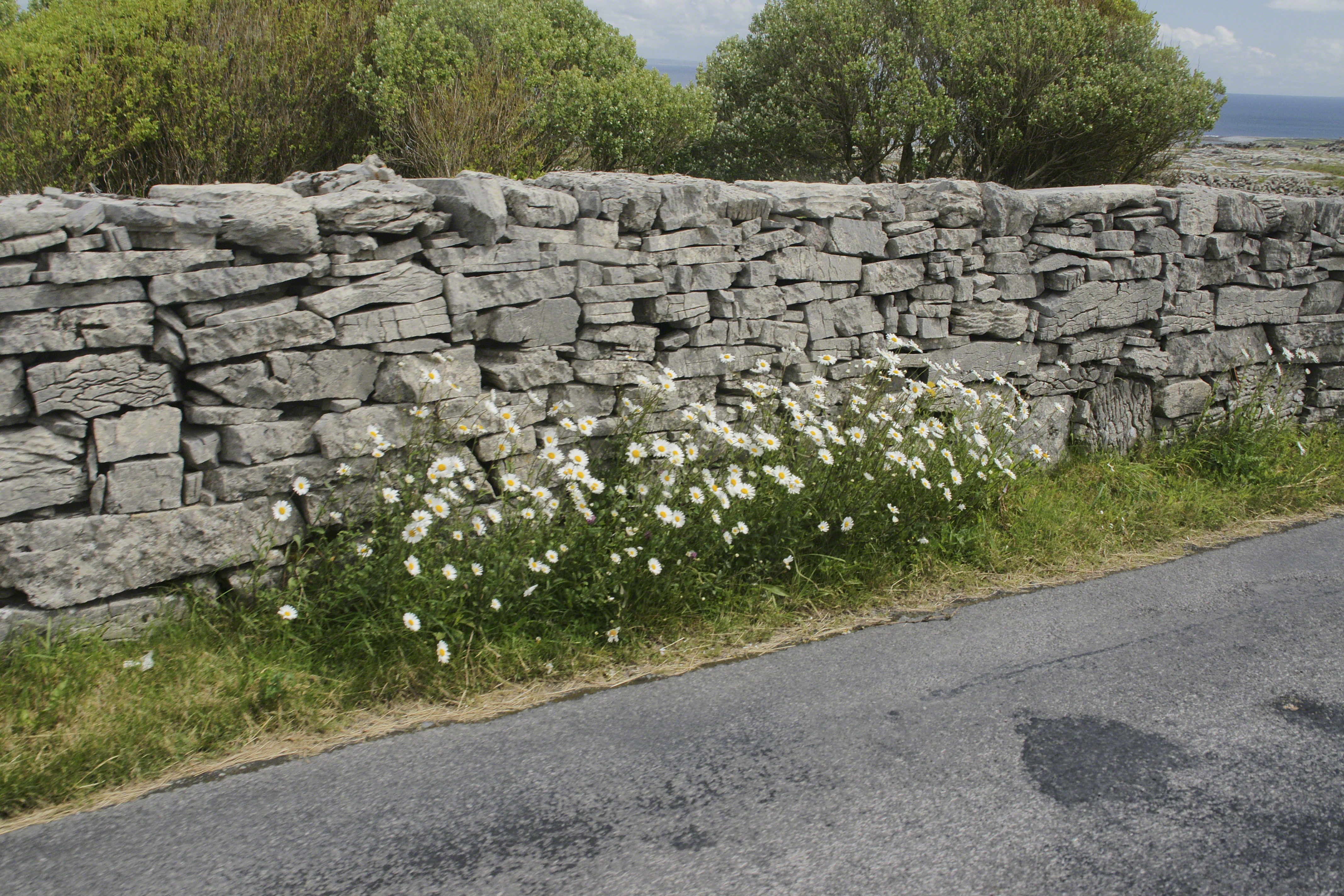 Roadside Daisies against dry rock wall on Cottage Road, Inishmor